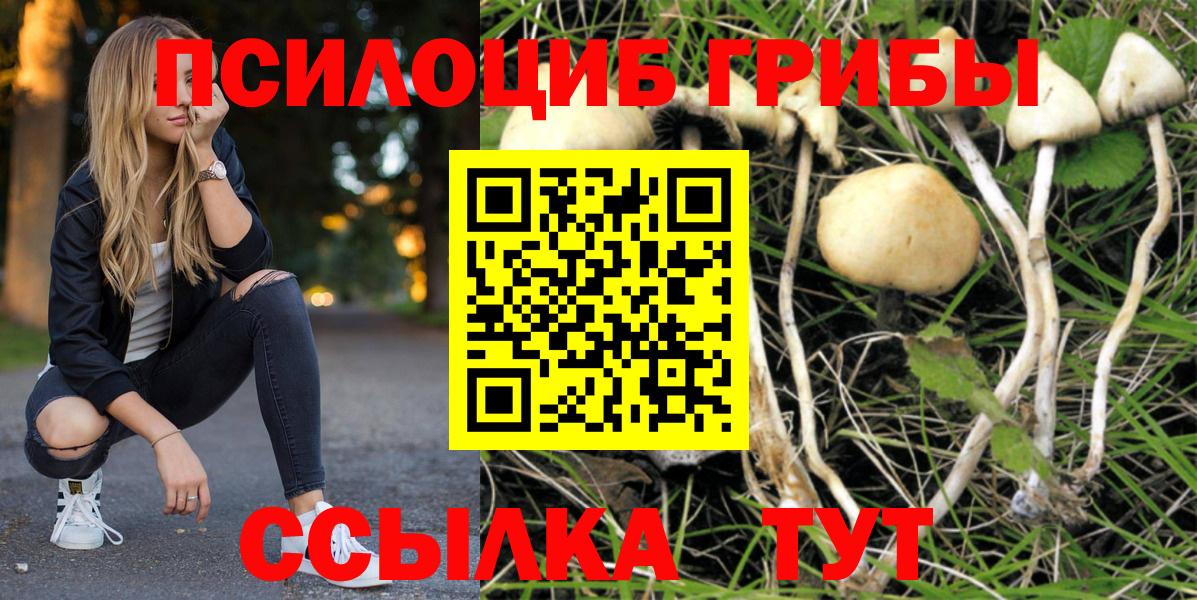 Галлюциногенные грибы Psilocybe Махачкала
